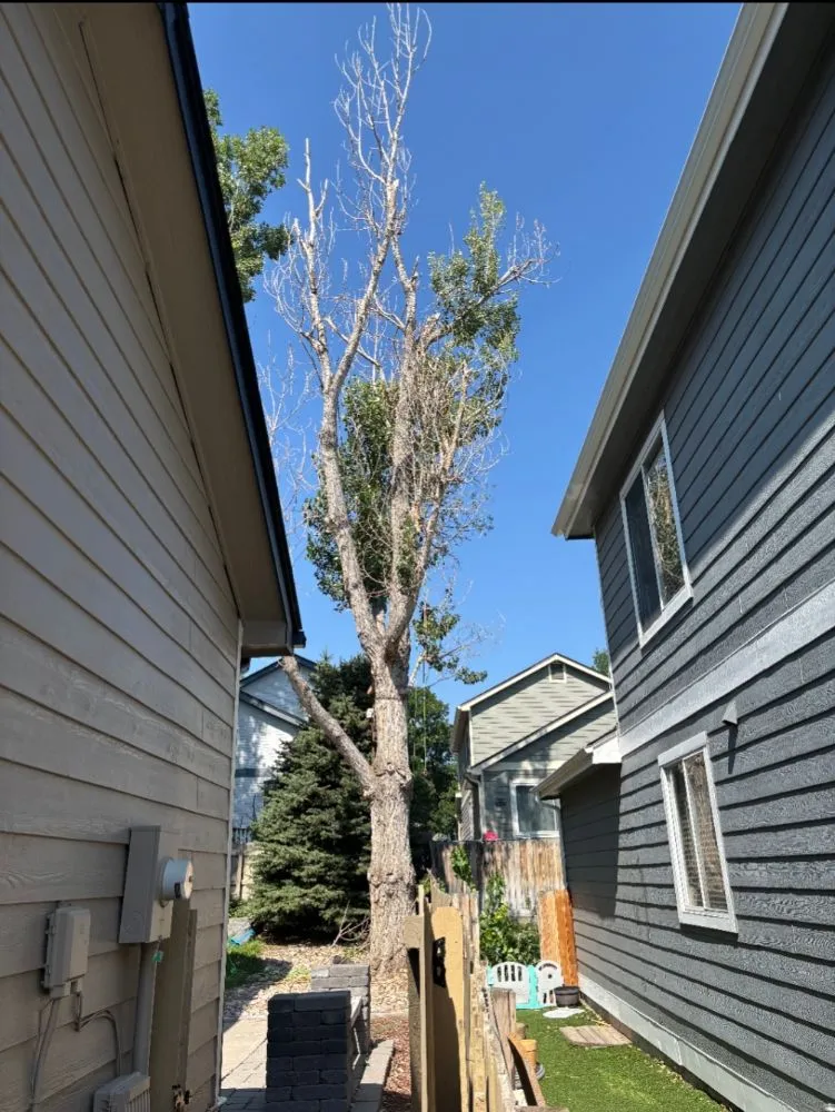 Custom yard cleanup service experts serving Castle Rock, CO - J & H Tree Service