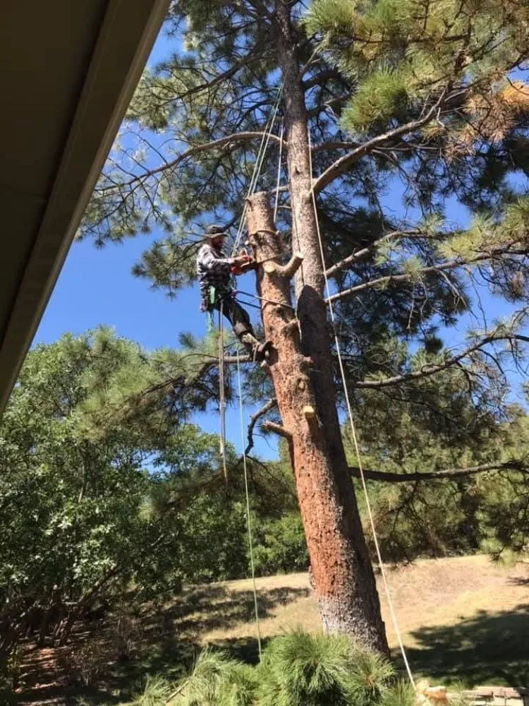 Custom yard maintenance for year-round maintenance in Castle Rock, CO by J & H Tree Service