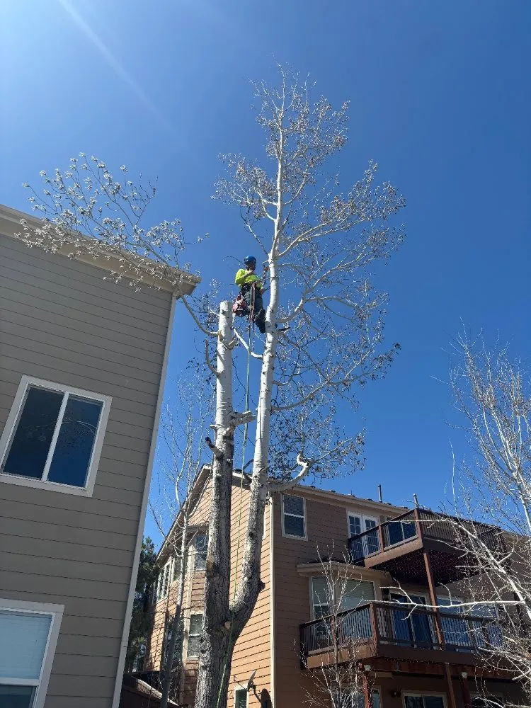 Custom garden landscaping for year-round maintenance in Castle Rock, CO by J & H Tree Service