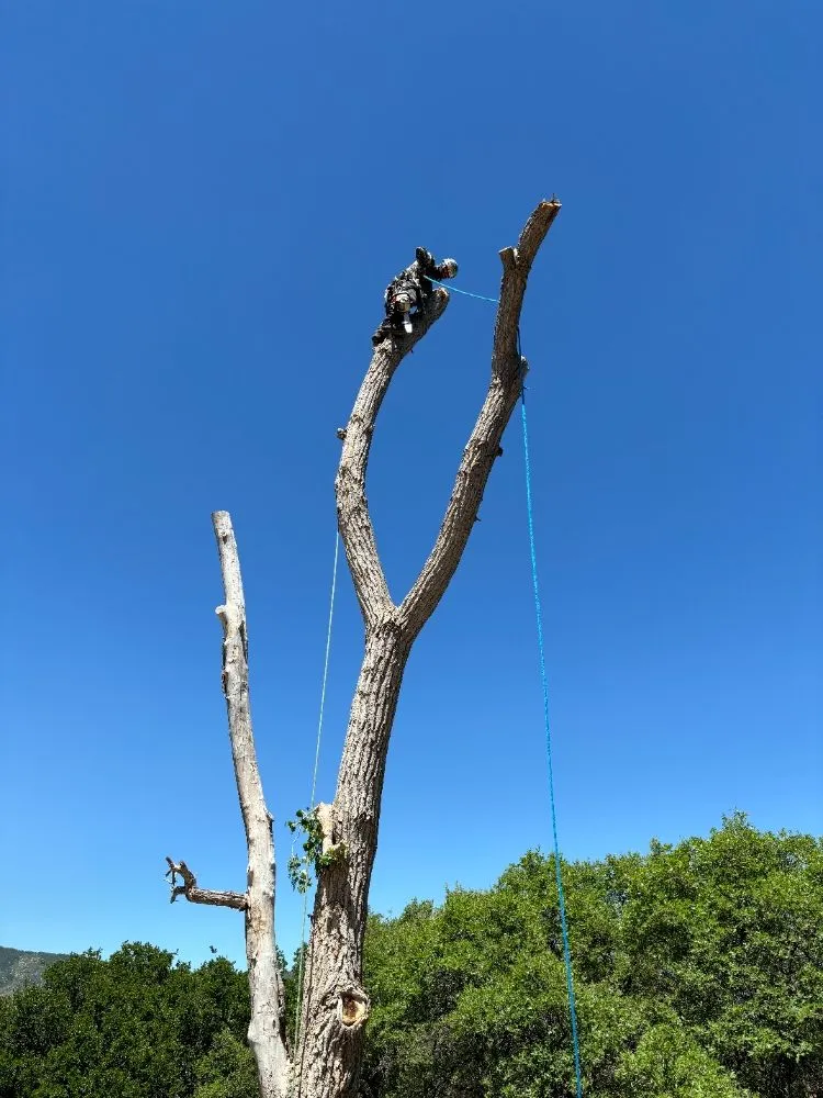 Expert landscape design for residential properties across Castle Rock, CO - J & H Tree Service