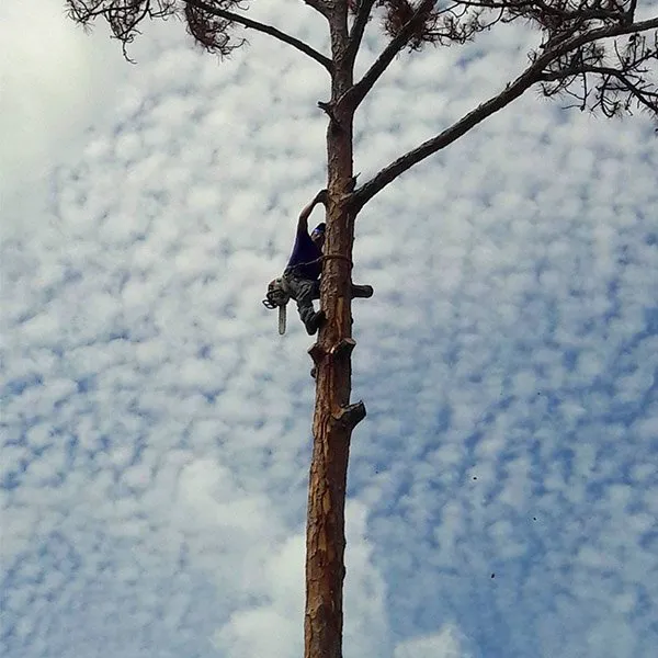 Custom lawn care service for outdoor upgrades across Loxahatchee, FL - J & H Tree Service