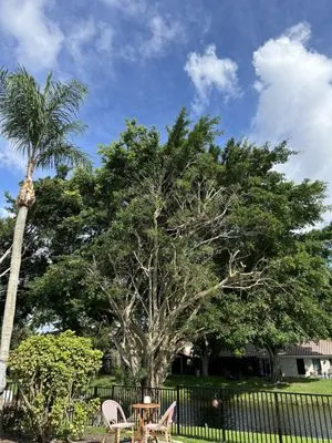 J & H Tree Service Logo