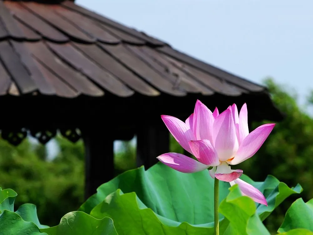 Local garden landscaping experts serving Sherwood, OR - J & J Landscape