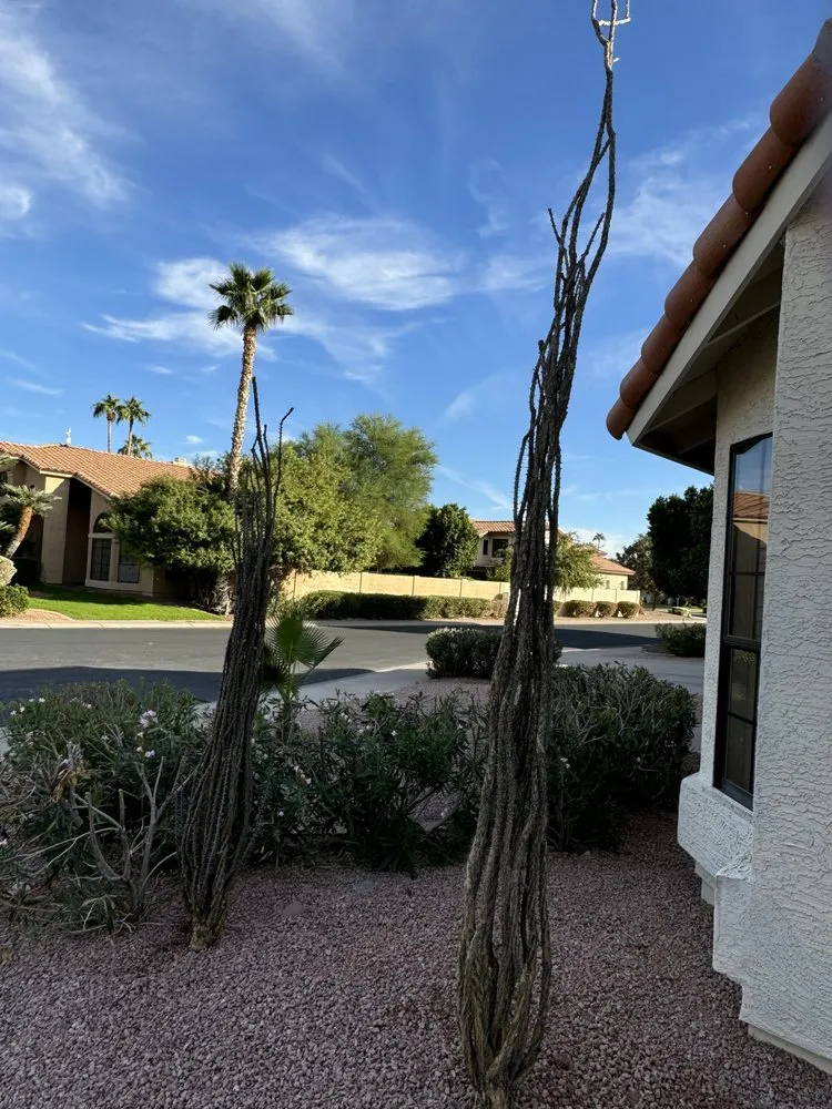 Local landscape installation for outdoor upgrades across Phoenix, AZ - J & J Landscaping