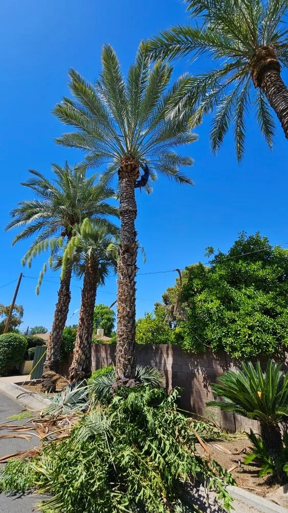 Professional residential landscaping in Phoenix, AZ by J & J Landscaping