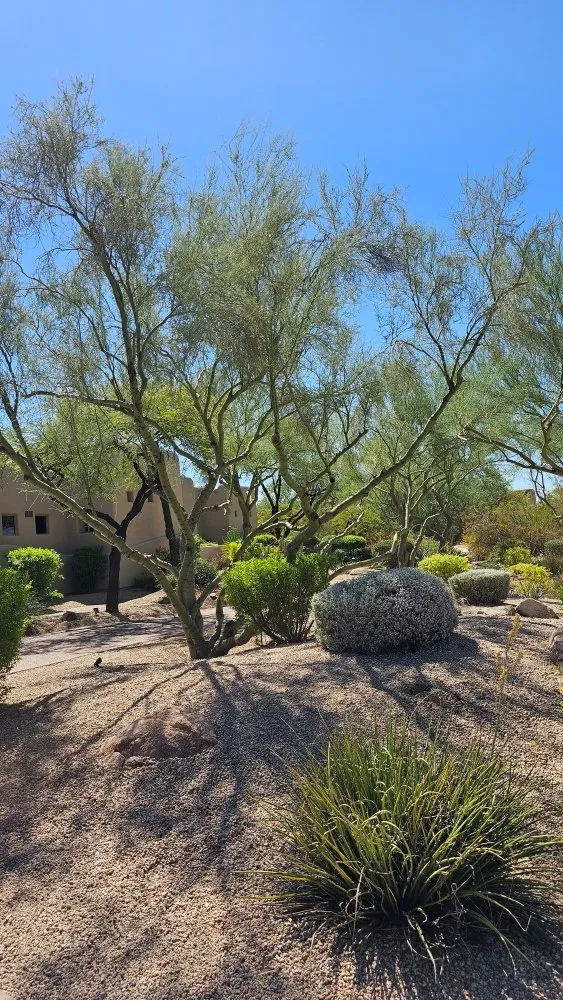 Professional landscape design in Phoenix, AZ - J & J Landscaping