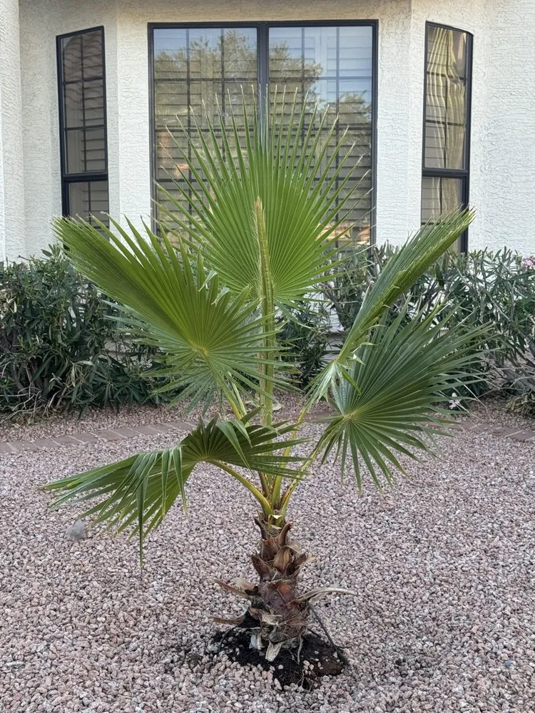 Expert lawn mowing service in Phoenix, AZ by J & J Landscaping