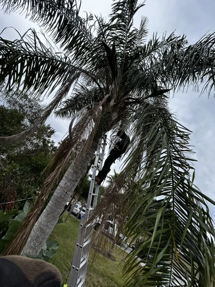 Reliable yard maintenance for outdoor upgrades across Spring Hill, FL - J & J Lawn and Tree Service