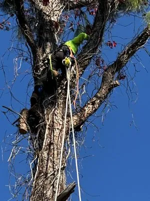 J & J Lawn and Tree Service Logo