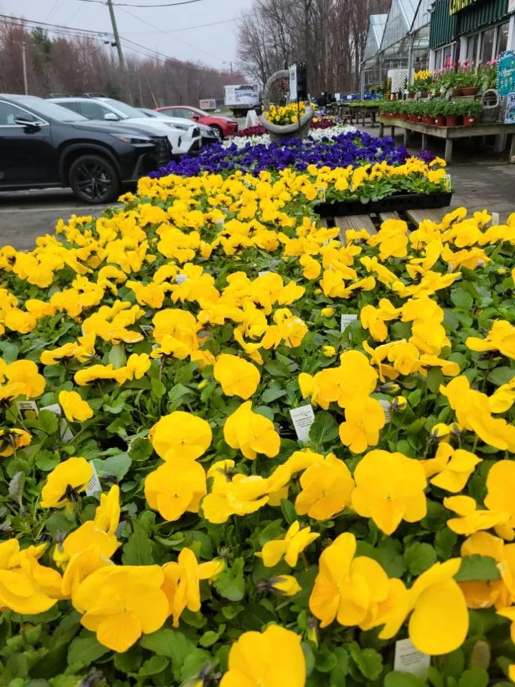 Local landscape design for outdoor upgrades in Trenton, NJ by J & J Lawn Service & Landscaping