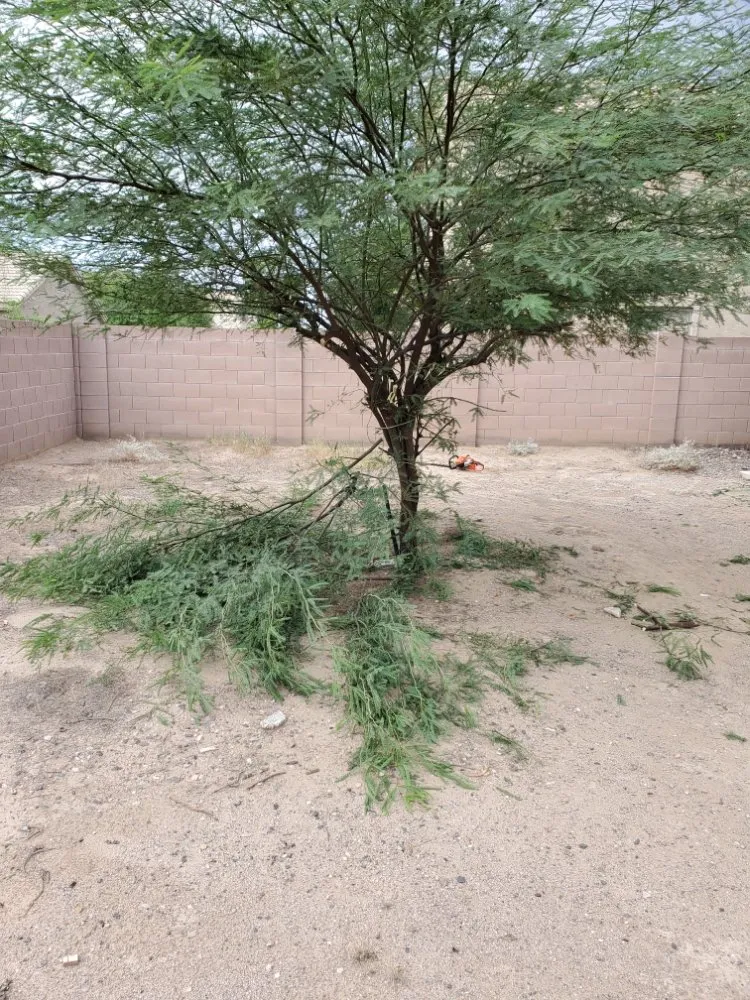 Top-rated landscaping services experts serving Phoenix, AZ - J & J Lawncare