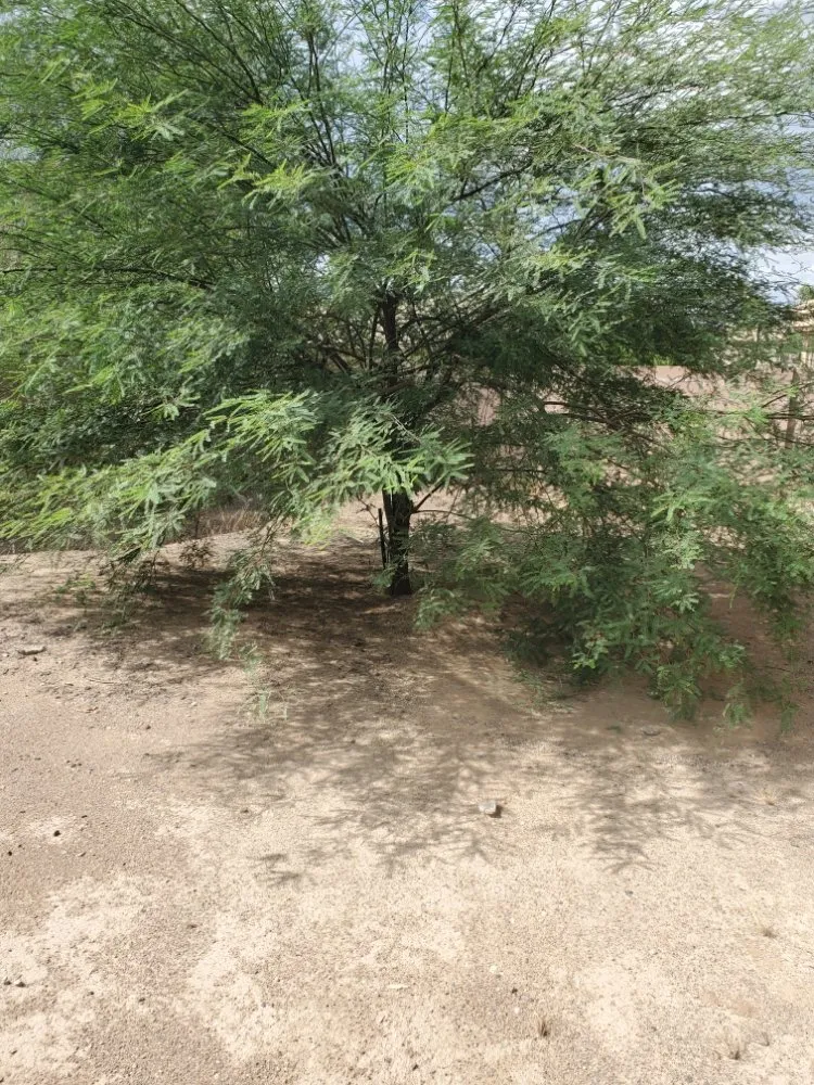 Affordable landscaping services experts serving Phoenix, AZ - J & J Lawncare