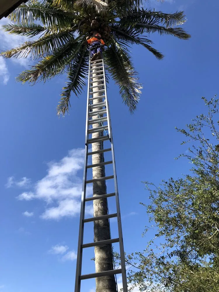 Trusted lawn mowing service in Plantation, FL - J & J The Tree Doctor