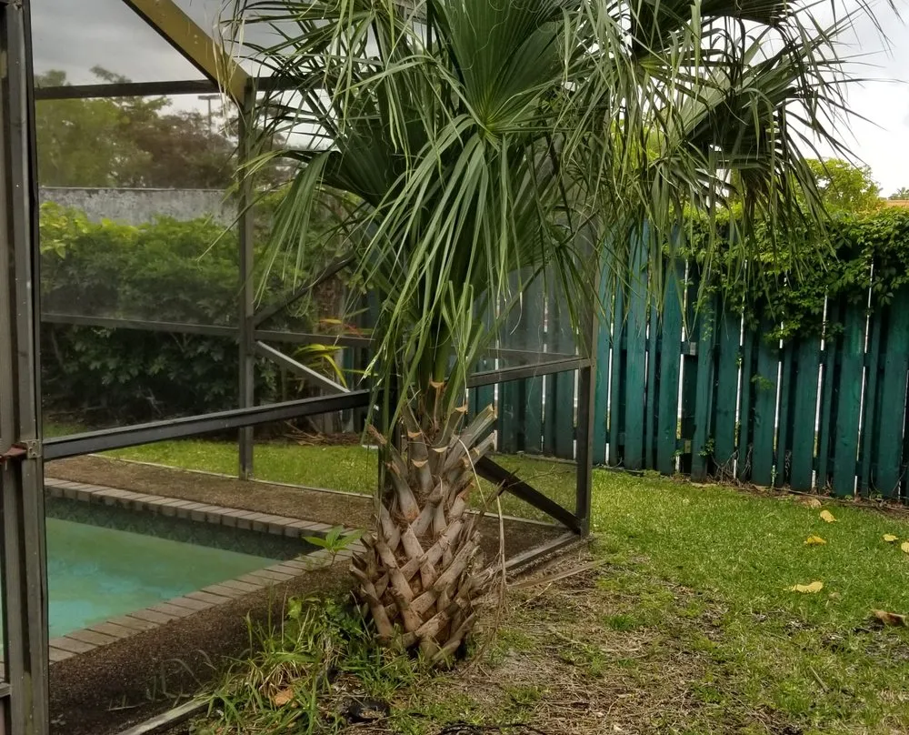 Trusted landscape design experts serving Plantation, FL - J & J The Tree Doctor