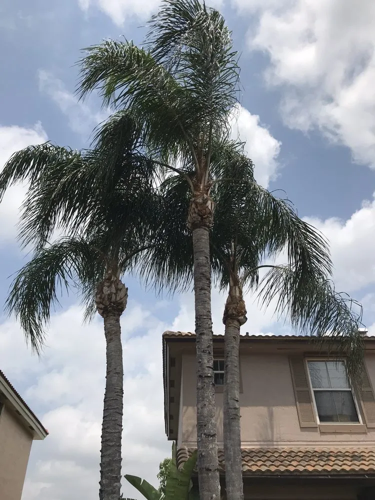 Reliable yard maintenance with custom design across Plantation, FL - J & J The Tree Doctor