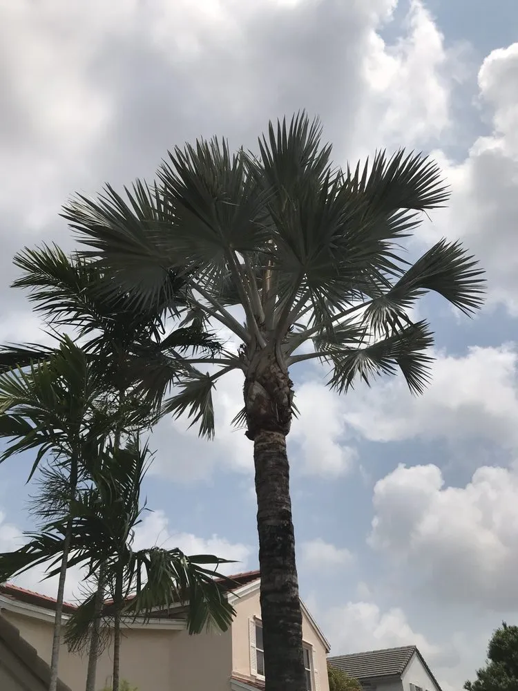 Expert landscaping services for year-round maintenance in Plantation, FL by J & J The Tree Doctor