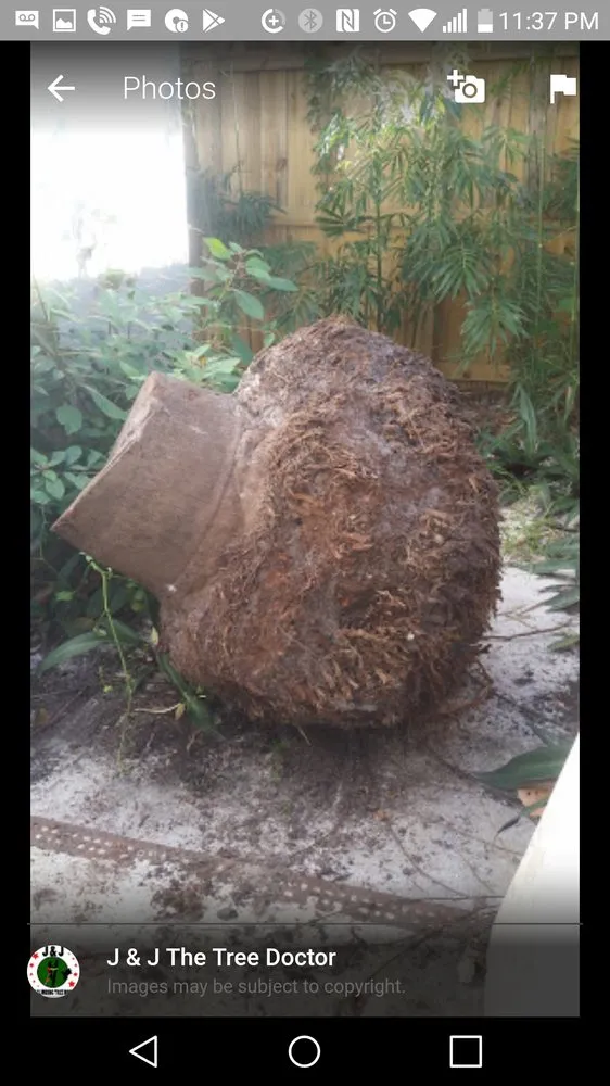 Expert landscape design in Plantation, FL - J & J The Tree Doctor