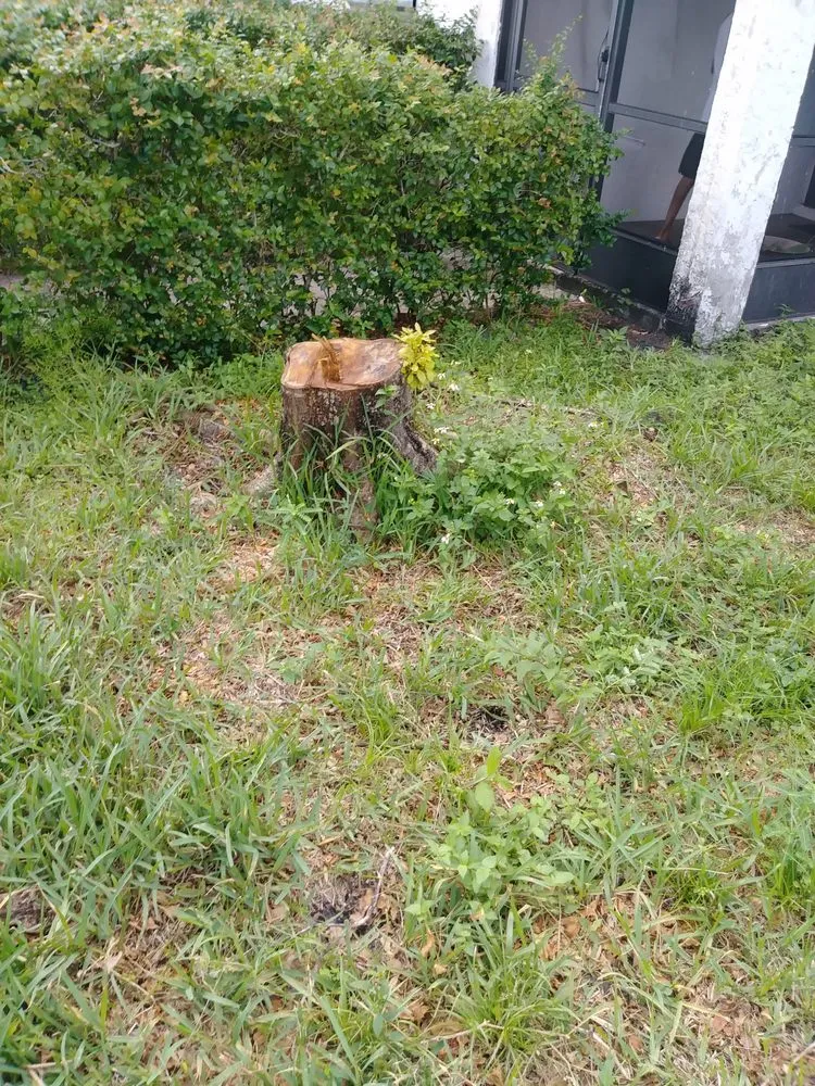 Expert landscape design for residential properties across Plantation, FL - J & J The Tree Doctor