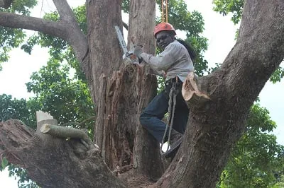 Custom yard maintenance in Plantation, FL - J & J The Tree Doctor
