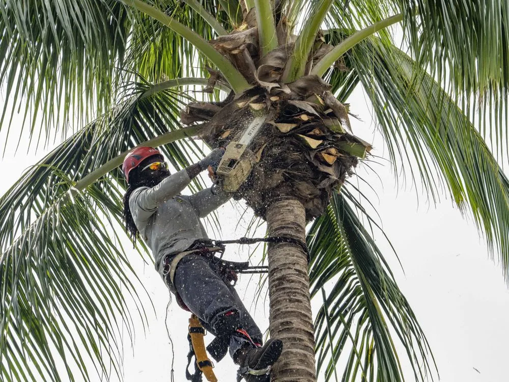 Custom residential landscaping experts serving Plantation, FL - J & J The Tree Doctor