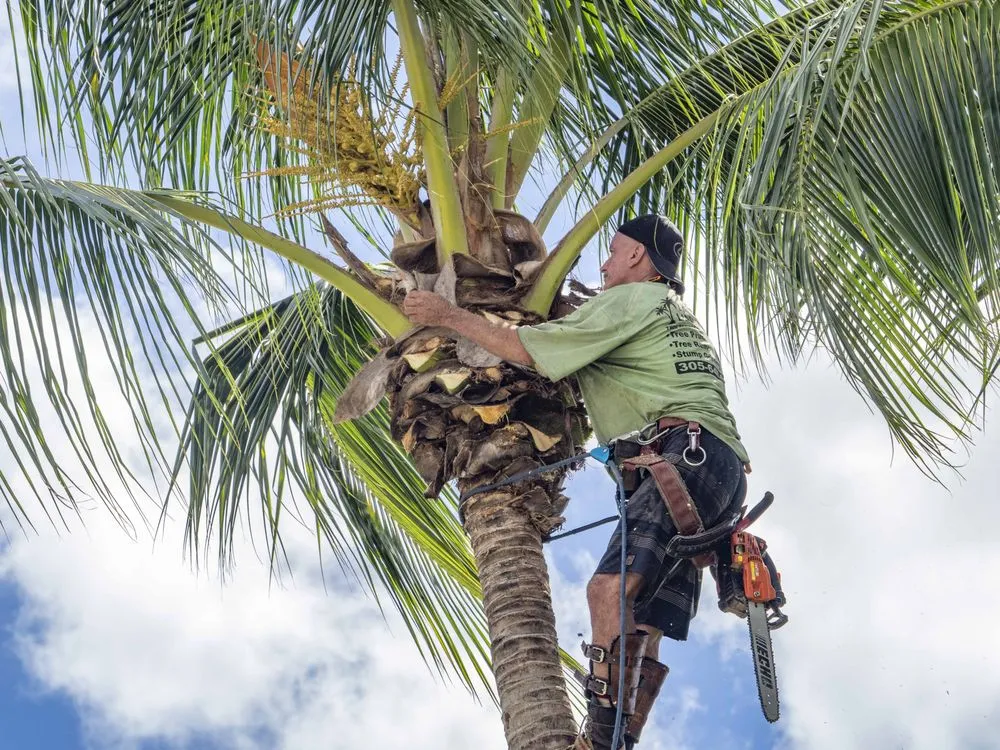 Local yard cleanup service in Plantation, FL - J & J The Tree Doctor