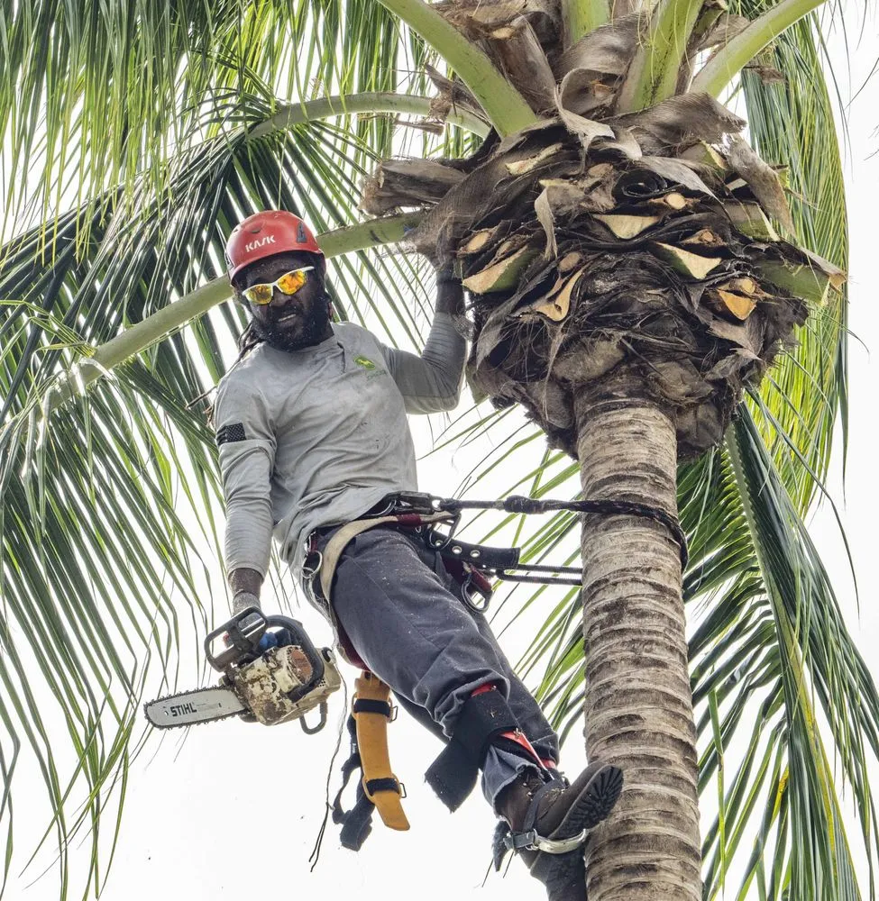 Expert yard cleanup service in Plantation, FL - J & J The Tree Doctor