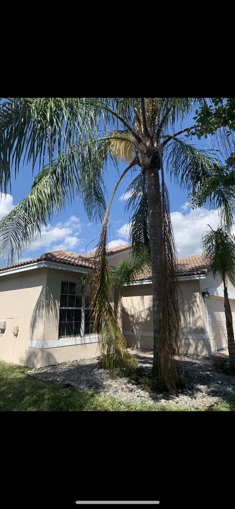 Affordable yard cleanup service for year-round maintenance across Plantation, FL - J & J The Tree Doctor