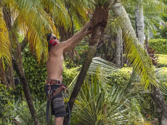 J & J The Tree Doctor