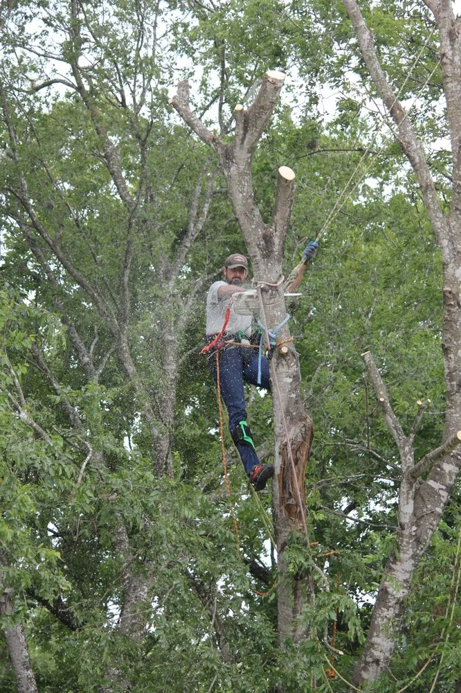 Professional residential landscaping in Spring Branch, TX by J & J Tree Care Professionals