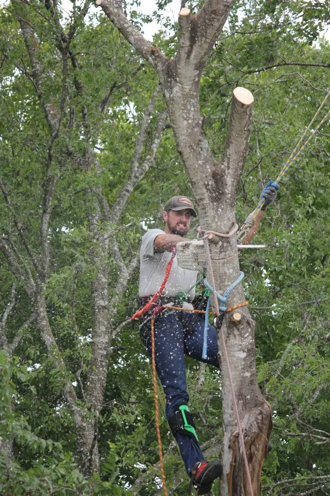 Reliable garden landscaping in Spring Branch, TX - J & J Tree Care Professionals