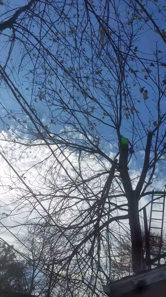 Professional garden landscaping for year-round maintenance across Evansville, IN - J & J Tree Service & More