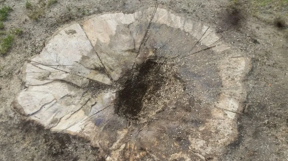 Trusted yard cleanup service for year-round maintenance across Evansville, IN - J & J Tree Service & More