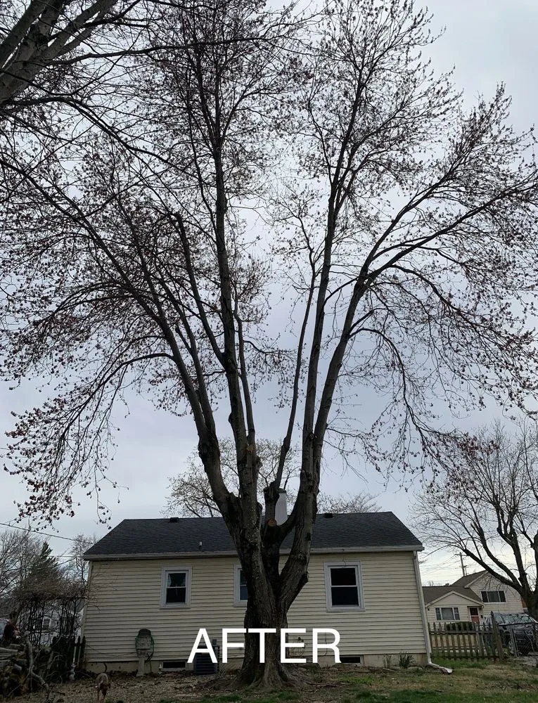 Professional yard cleanup service for beautiful yards across Evansville, IN - J & J Tree Service & More