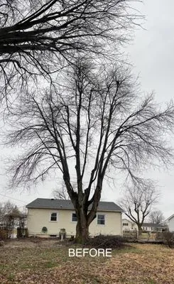 J & J Tree Service & More Logo