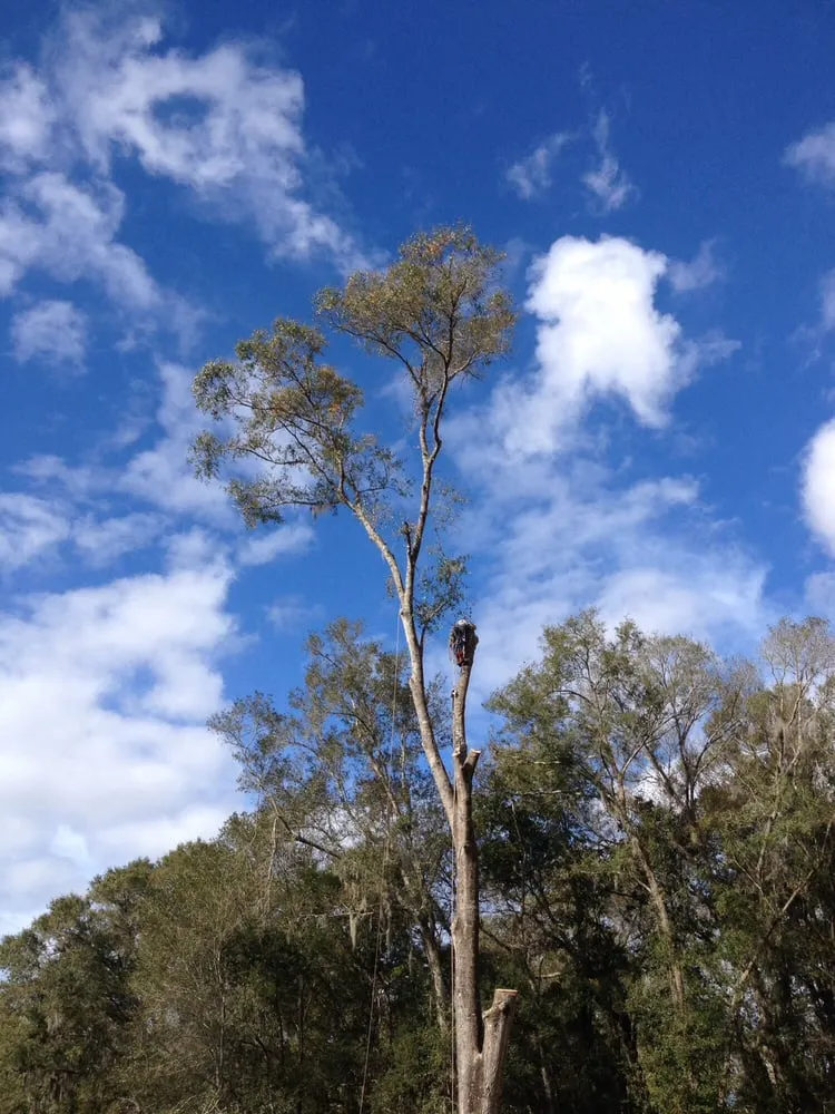 Reliable yard cleanup service near you in Jacksonville, FL by J & K Tree & Land