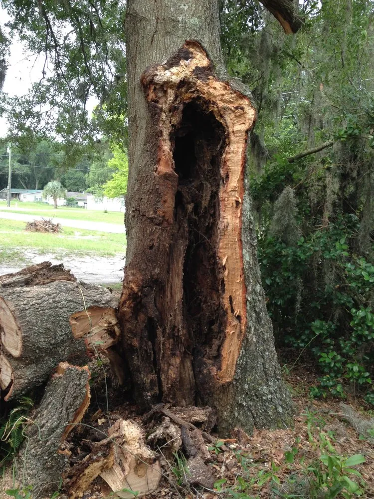 Local landscape installation with custom design in Jacksonville, FL by J & K Tree & Land