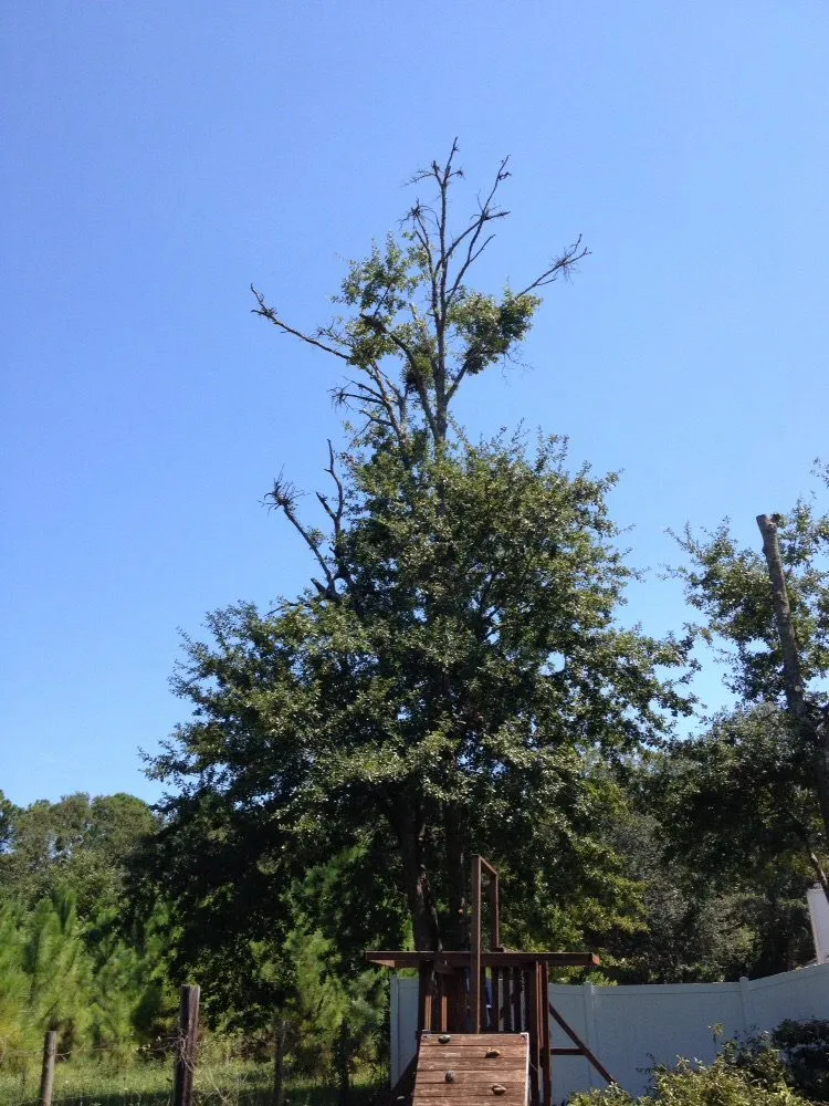 Reliable outdoor landscaping in Jacksonville, FL - J & K Tree & Land