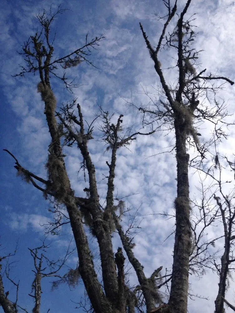 Expert garden landscaping for residential properties in Jacksonville, FL by J & K Tree & Land