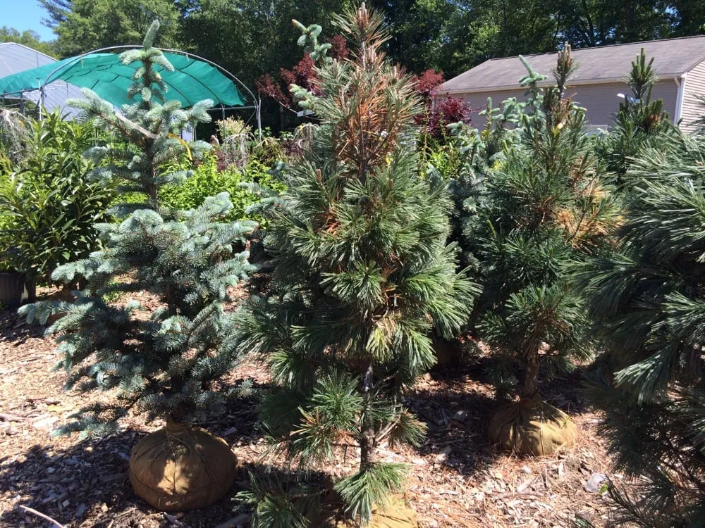 Reliable lawn care service experts serving Seekonk, MA - J & L Landscaping Co