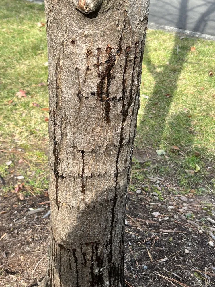 Professional lawn mowing service in Raleigh, NC - J & L Landscaping