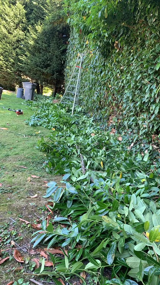 Top-rated yard cleanup service in Kirkland, WA - J & M Landscape