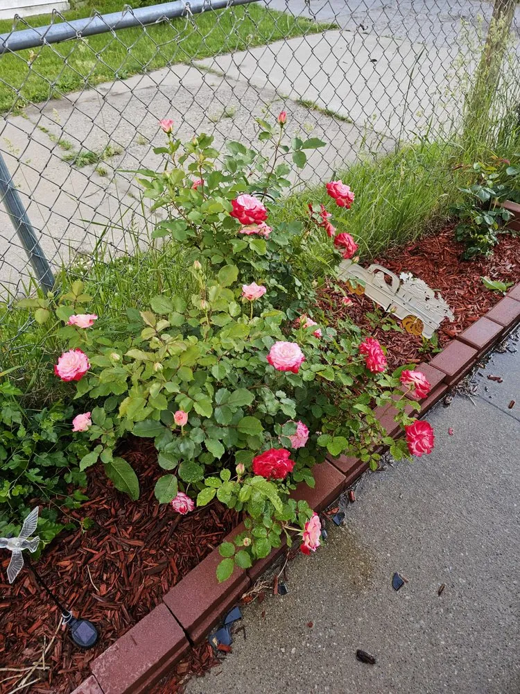 Reliable yard maintenance for homes across Grand Rapids, MI - J & M Landscaping