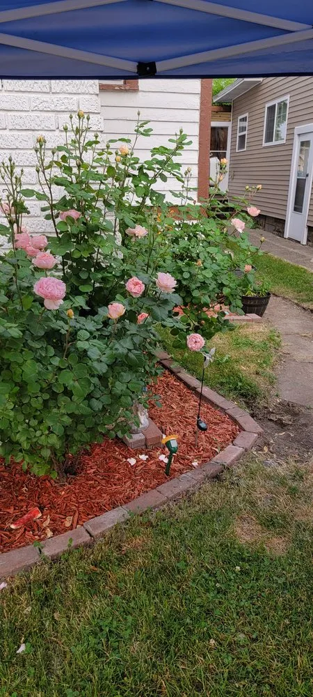 Expert lawn care service experts serving Grand Rapids, MI - J & M Landscaping