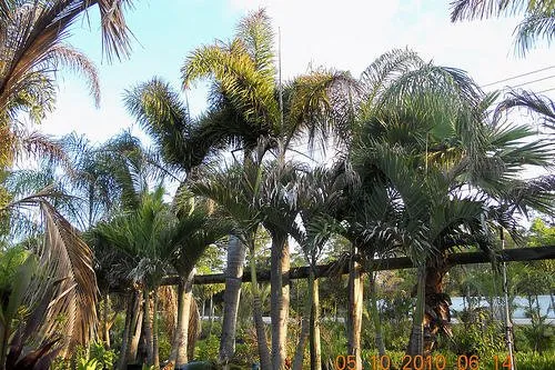 Affordable lawn mowing service in Stuart, FL - J & M Landscaping