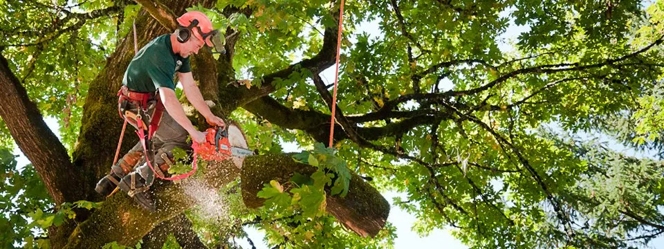 Reliable yard cleanup service experts serving Tampa, FL - J & M Lawn Service and More