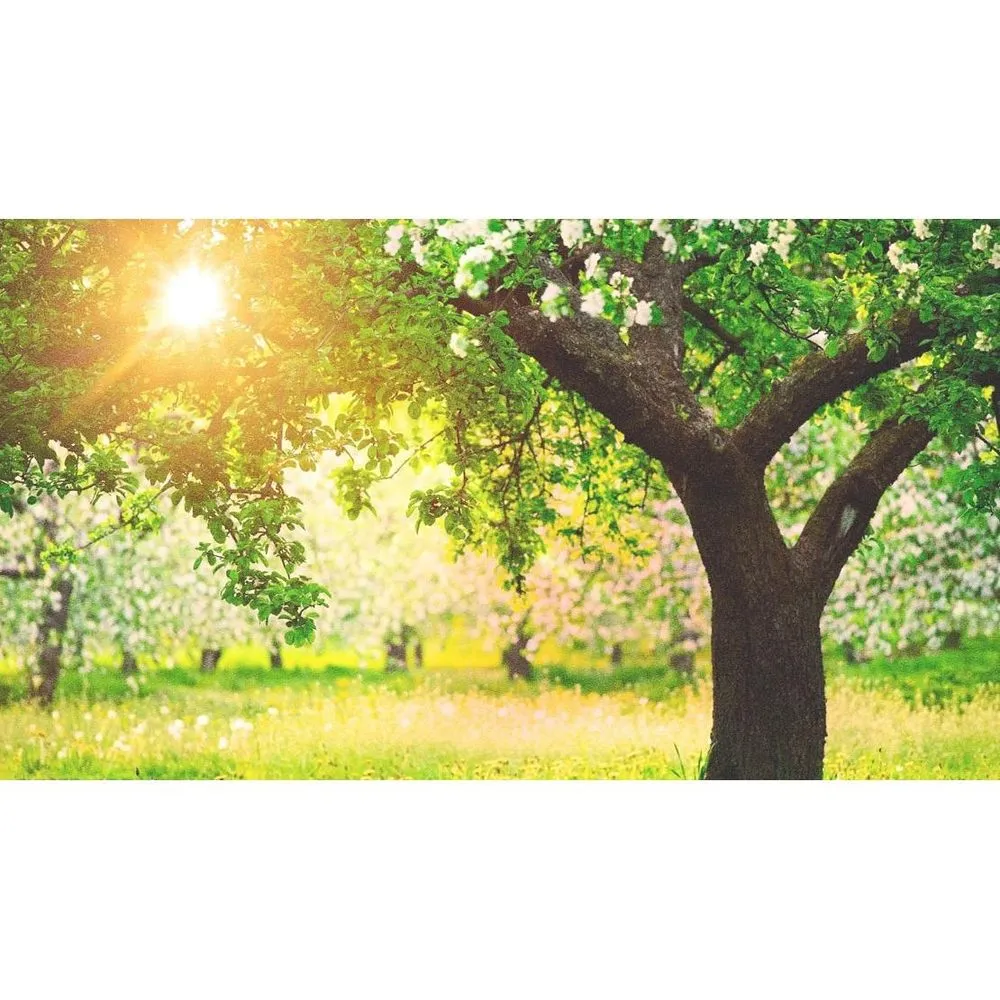 Affordable landscape installation experts serving Tampa, FL - J & M Lawn Service and More