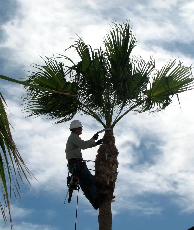 Local outdoor landscaping for homes across San Leon, TX - J & M Tree Service