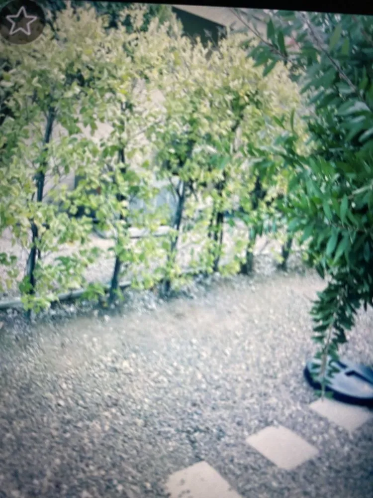 Top-rated garden landscaping in Temecula, CA by J & M Tree Service