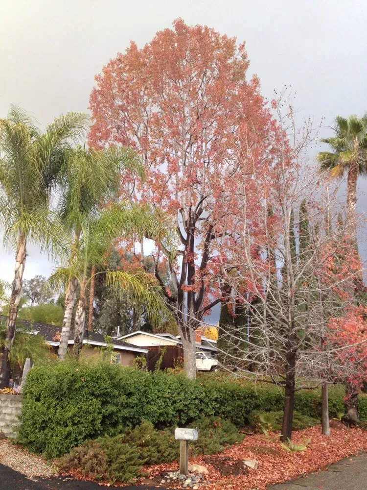 Top-rated landscaping services in Temecula, CA by J & M Tree Service