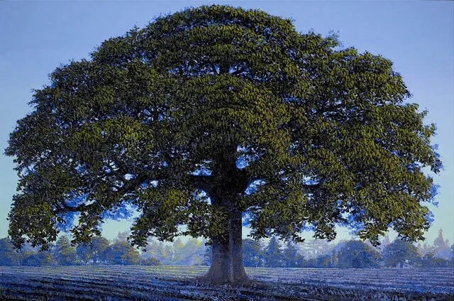 Professional landscape design in Temecula, CA by J & M Tree Service